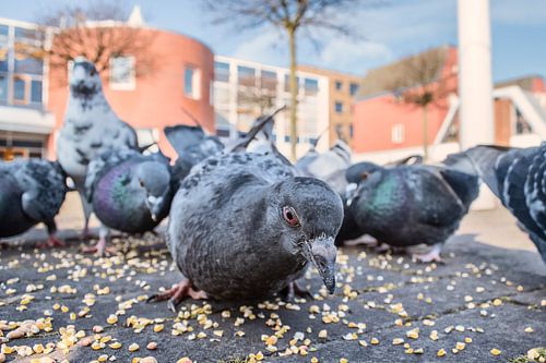 Dynamische Muurdecoratie: Groep Duiven die Zaden Pikkt - Levendige Kunst voor aan de Muur