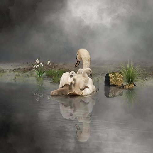 Un cygne avec des jeunes