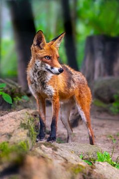 jonge rode vos staande in het bos van Mario Plechaty Photography