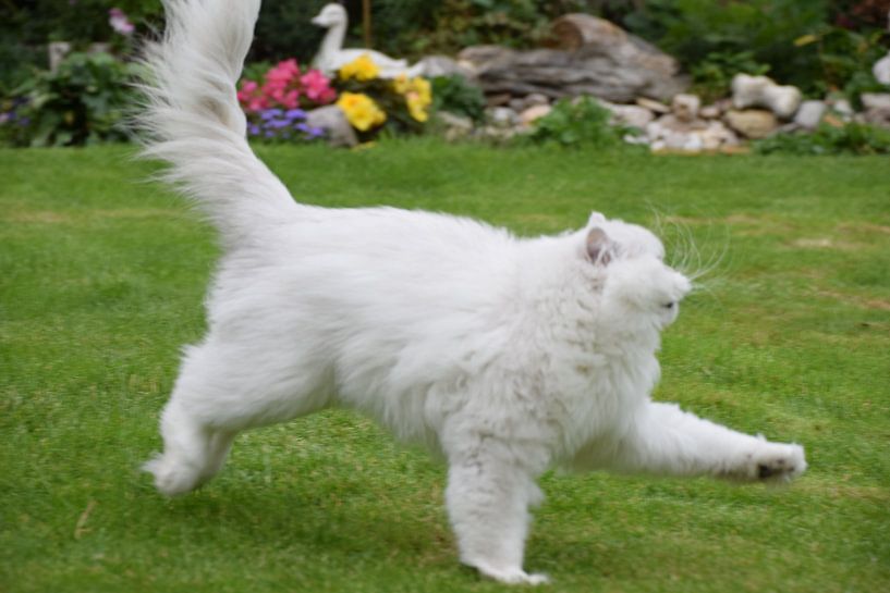 cat runs through the garden by Petra van Engelenburcht