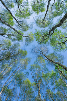 birches
