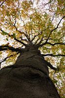 Die Buche mit ihren schönen Herbstfarben