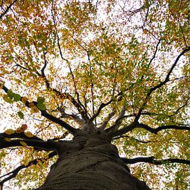 De Beukenboom met haar prachtige herfst kleuren van Grietje van der Reijnst