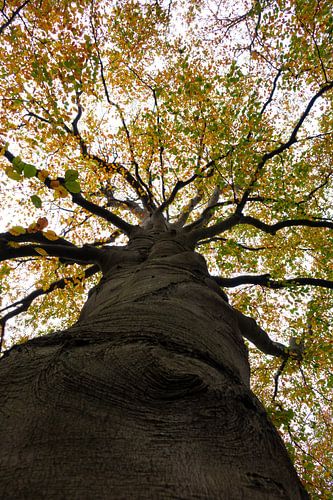 The Beech tree with its beautiful autumn colours