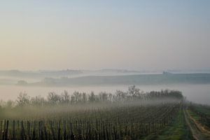 Nebel über den Nebbiolo-Weinbergen