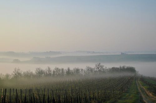 Mist boven de Nebbiolo-wijngaarden