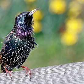 Starling sur Marian Bouthoorn
