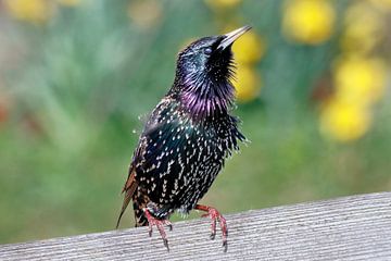 Starling by Marian Bouthoorn