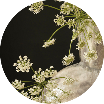 Bloem. Schermbloemige. Kant in de natuur.