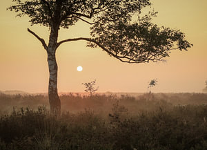 Sonnenaufgang im Moor