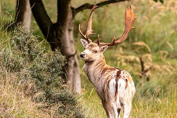 Stag with looking back, curious gaze by M.J. Lagerwerf