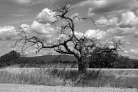 Boomskelet in het veld