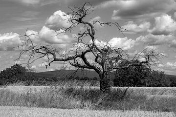 Boomskelet in het veld van Flatfield