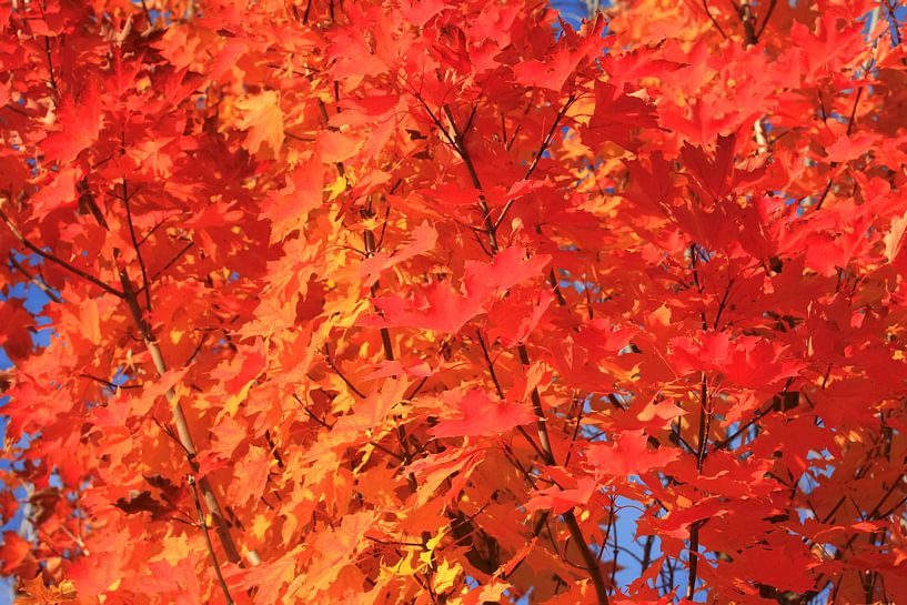 Goldener Oktober von Thomas Jäger