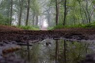 Teich im Wald von Tania Perneel Miniaturansicht