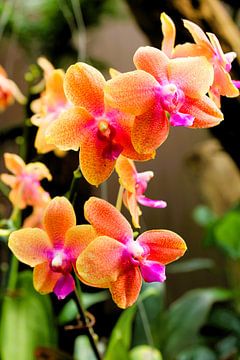 Exotic Orchids - Colourful Nature Photography for a Luxury Interior by Grace Meijer
