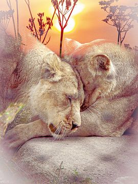 Lion Love
