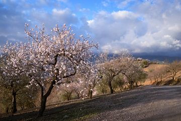 Almond blossoms color the Spanish countryside by Alice's Pictures