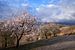 Amandelbloesem kleurt het Spaanse landschap van Alice's Pictures