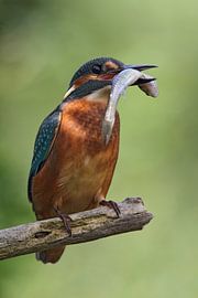 Martin-pêcheur d'Europe (Alcedo atthis)