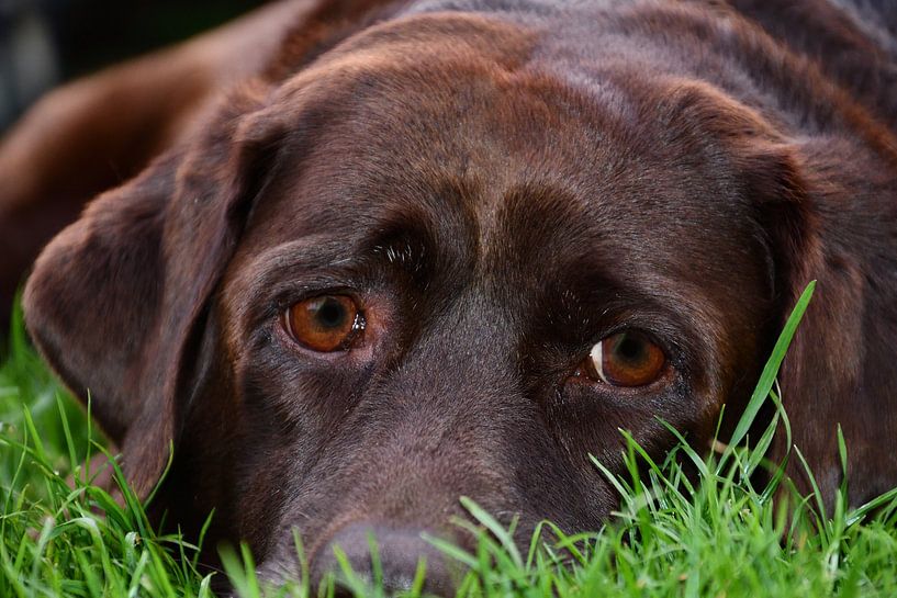 Portrait de chien Labrador Retriever de 11 ans, brun chocolat, relaxant par Jolanda de Jong-Jansen