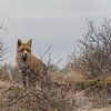 Fuchs in den Dünen von Ans Bastiaanssen