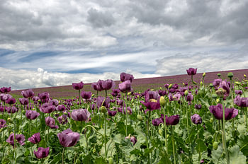 Serene Moravian Blooming Purple Poppy Field for Modern Living Room Decor