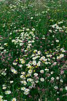 Flower Field