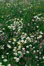 Blumenfeld von Hildisvini