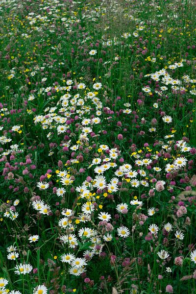 Flower Field by Hildisvini