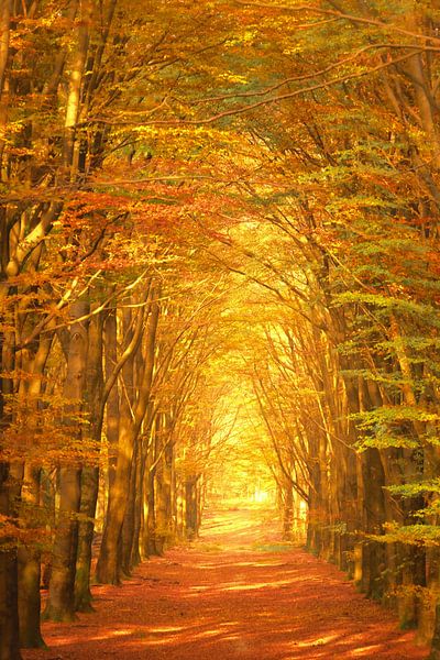 Path through a Beech tree forest during the fall by Sjoerd van der Wal Photography