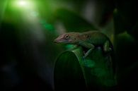 Marmer Anolis in het oerwoud von Ron Meijer Photo-Art Miniaturansicht