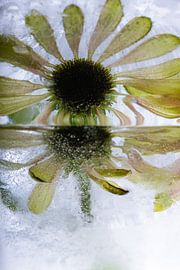 Echinacea in ice 2 by Marc Heiligenstein