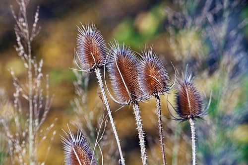 Magnificent, wild thistles in the warm autumn light