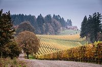 Wijngaarden in de herfst in Oregon