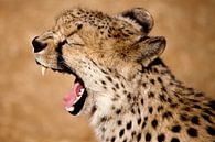 Gepard gähnt von Remco Siero Miniaturansicht