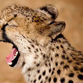 Gepard gähnt von Remco Siero