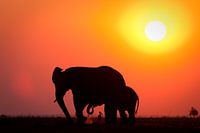 Zonsondergang met olifant en vogel