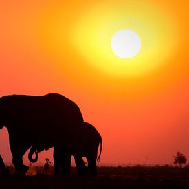 Sonnenuntergang mit Elefant und Vogel von Remco Siero