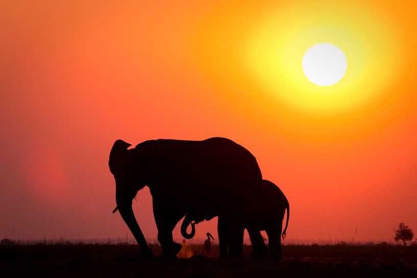 Zonsondergang met olifant en vogel van Remco Siero