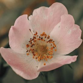 Zachte Wilde Roos. van Feel Fine Wall Art.