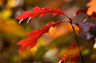 Autumn Colors van Gerard Burgstede thumbnail