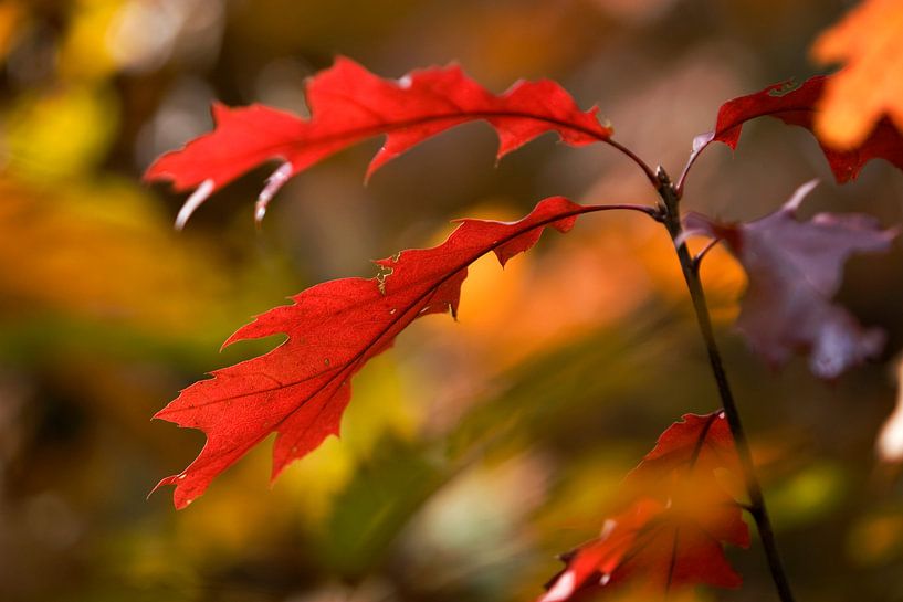 Autumn Colors van Gerard Burgstede