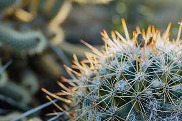 Close-up van een cactus met stekels van Imperial Art House