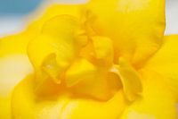 Freesia geel 'zonnekracht'