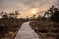 De Zwarte Moor in de Rhön van Holger Spieker thumbnail