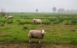 A foggy morning in Friesland by Layla Scheffer
