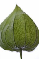 Lanterne verte