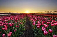 Tulpen bij zonsondergang van John Leeninga thumbnail