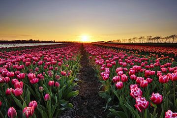 Tulpen bij zonsondergang van John Leeninga